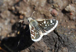 Image of Small Checkered Skipper