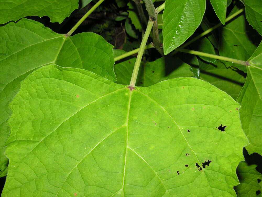 Imagem de Clerodendrum philippinense Elmer