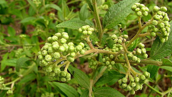 Image of Baccharis rhexioides Kunth