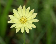 Image of Carolina desert-chicory