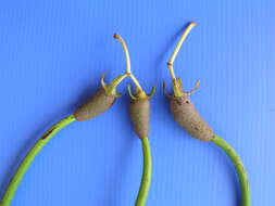 Image of red mangrove