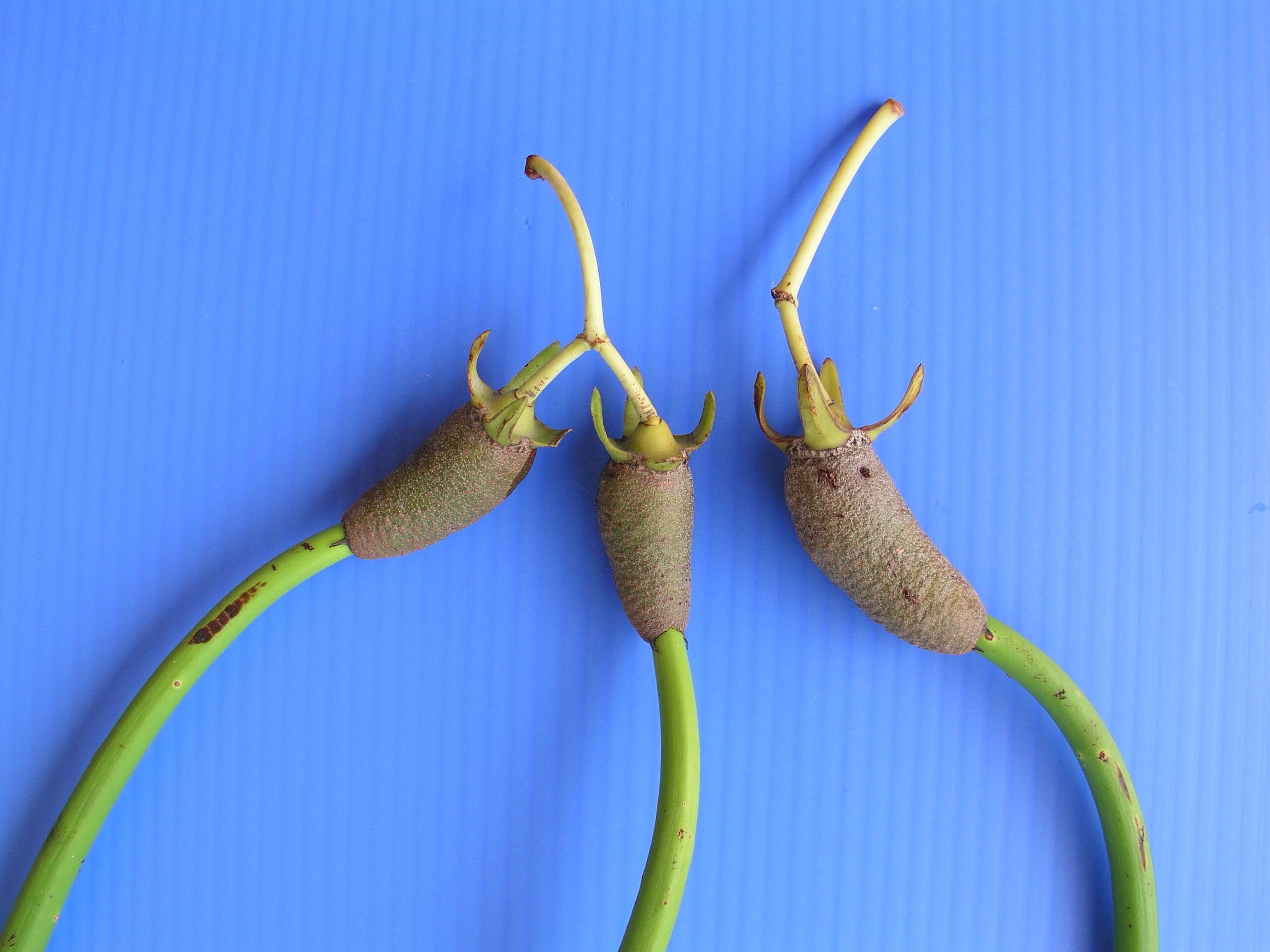 Image of red mangrove