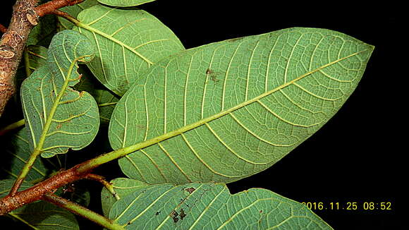 Ficus gomelleira Kunth & Bouche的圖片