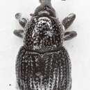 Image of Leiosoma deflexum Redtenbacher & L. 1858