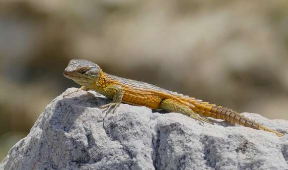 Image of Girdled Lizards