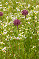 Image of Broadleaf wild leek