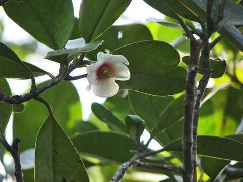 Image of Clusia nemorosa G. F. W. Mey.