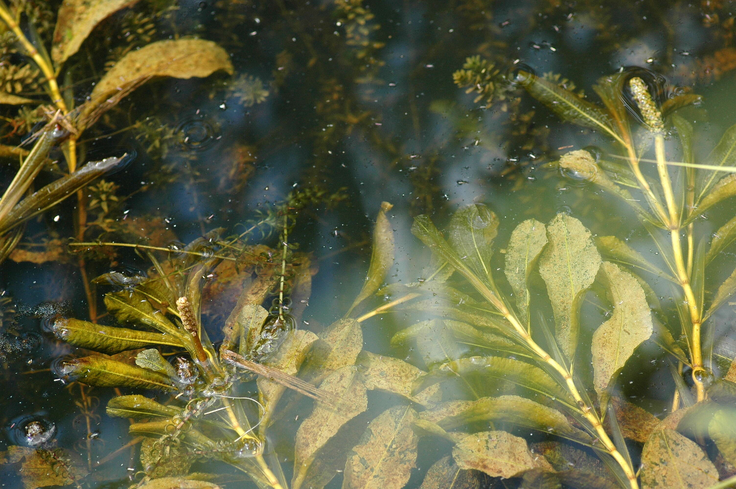 Image of Shining Pondweed