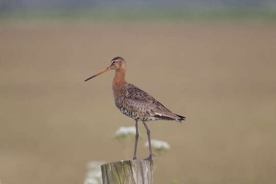 Image of Black-tailed Godwit