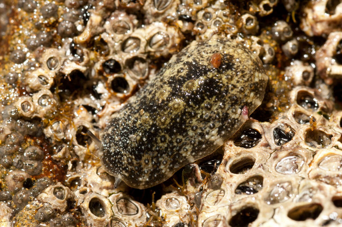 Image de Systellommatophora Pilsbry 1948