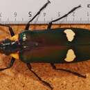 Image of Megaloxantha bicolor luodiana Yang & Xie 1993