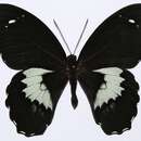 Image of Papilio gambrisius Cramer (1777)
