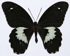 Sivun Papilio gambrisius Cramer (1777) kuva