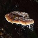 Sivun Ryvardenia cretacea (Lloyd) Rajchenb. 1994 kuva