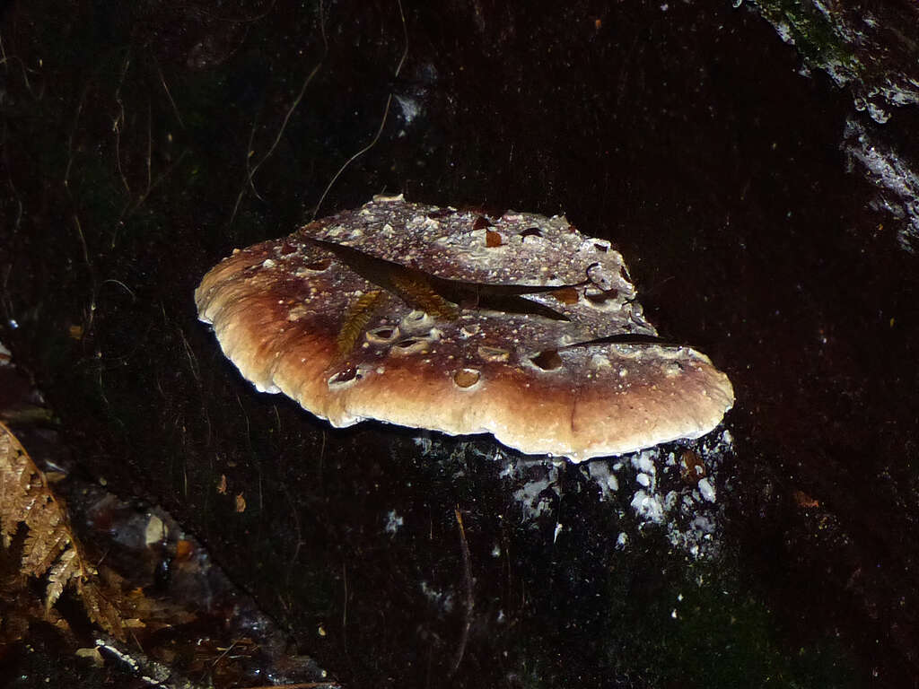 Image de Ryvardenia