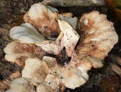 Image de Polypore géant