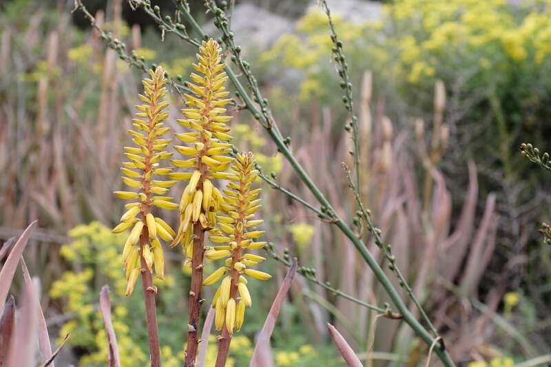 Image of aloe