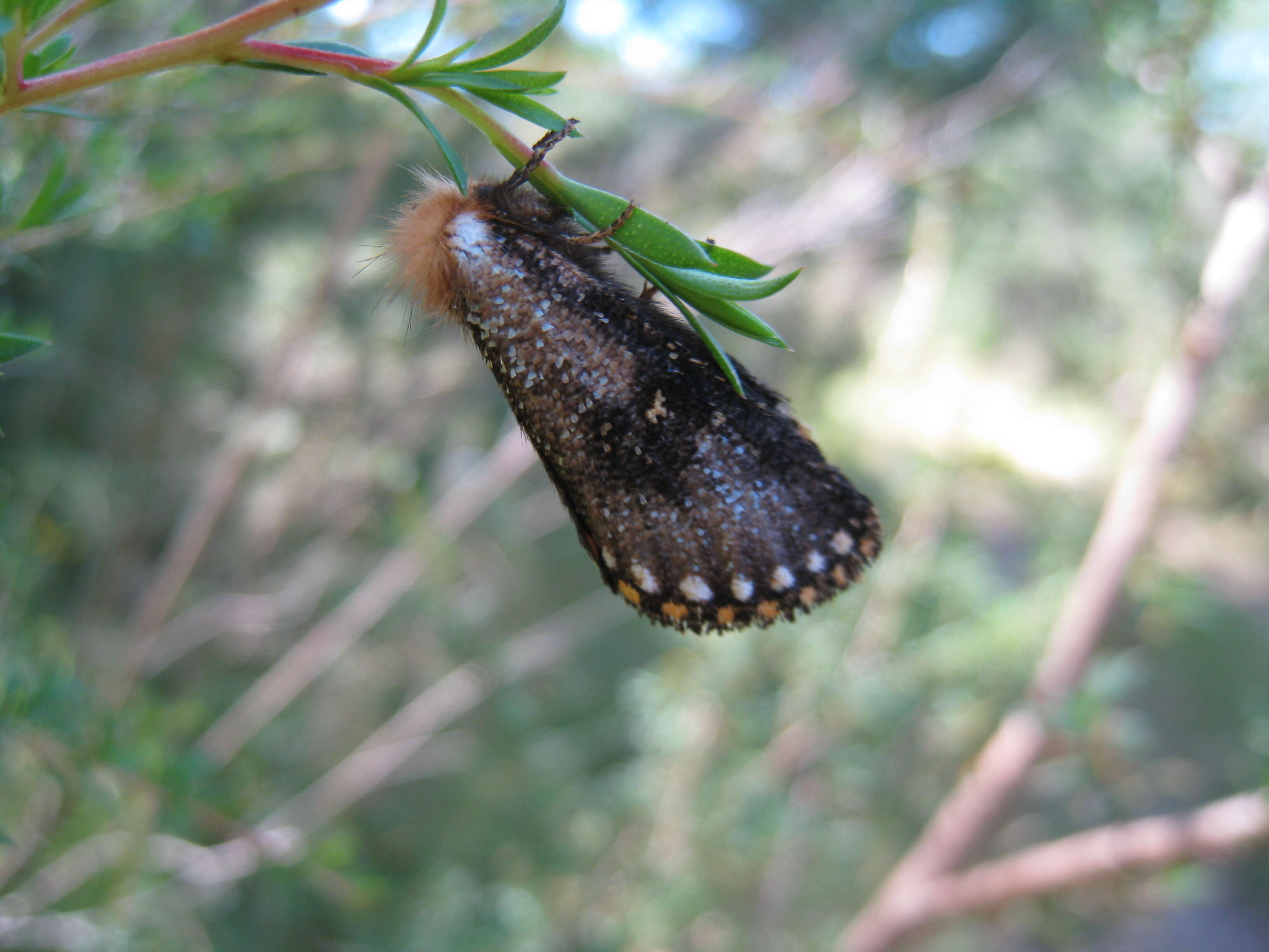 Image of Lepidoptera