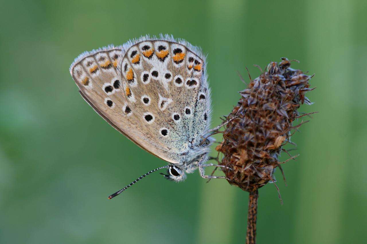 Image of Polyommatus