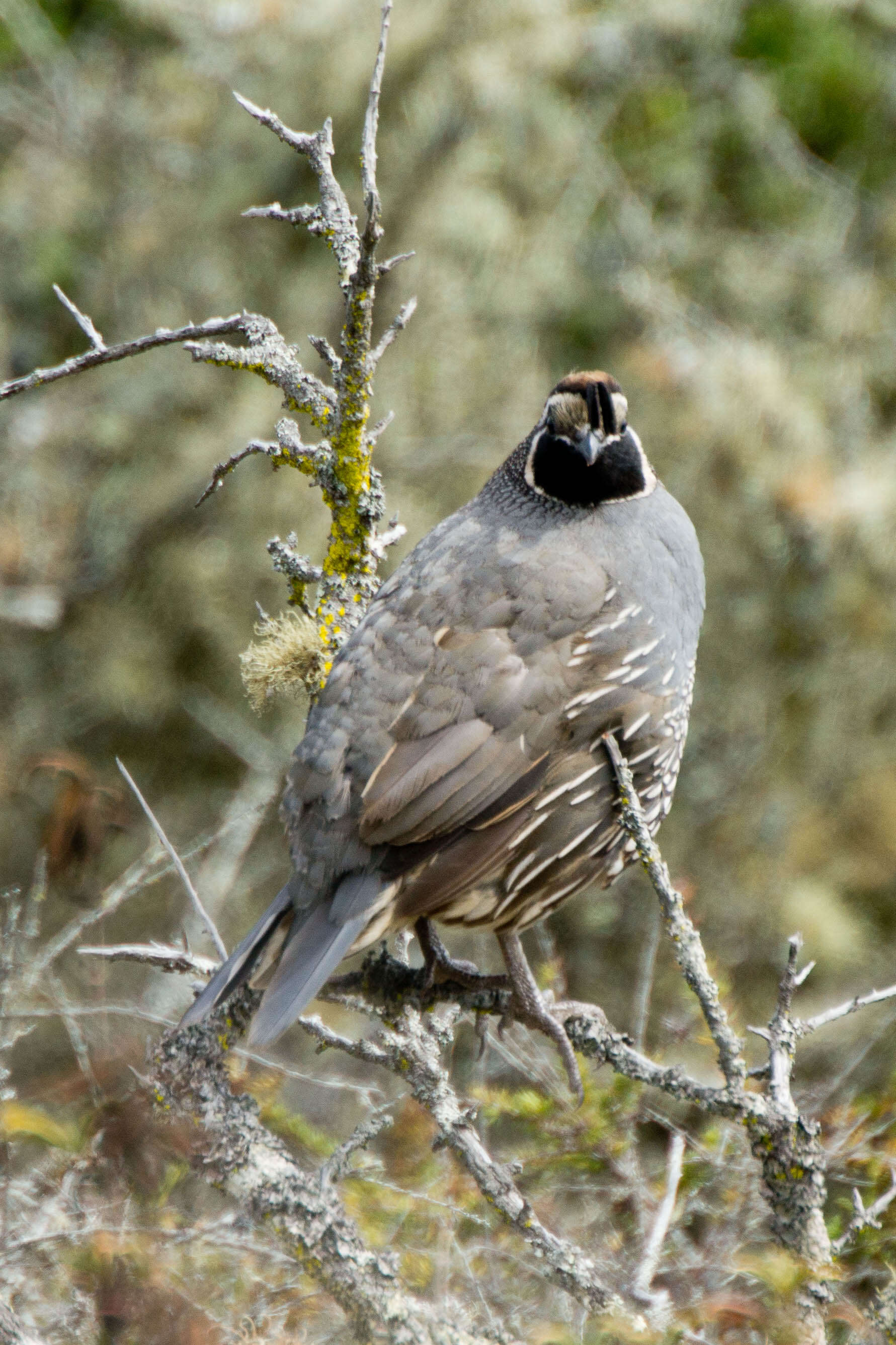 Image of Callipepla Wagler 1832