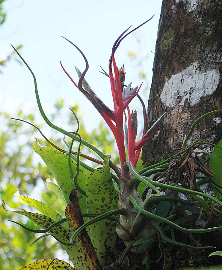 Image of bulbous airplant