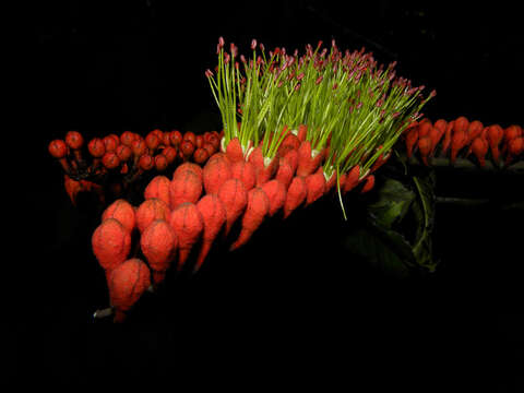 Image of Combretum fruticosum (Loefl.) Stuntz