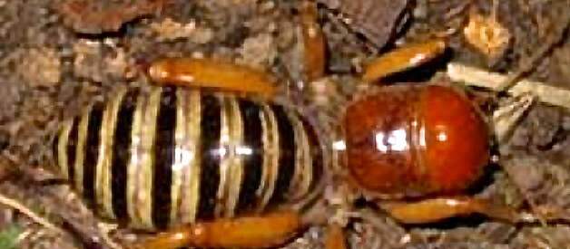 Image of jerusalem crickets