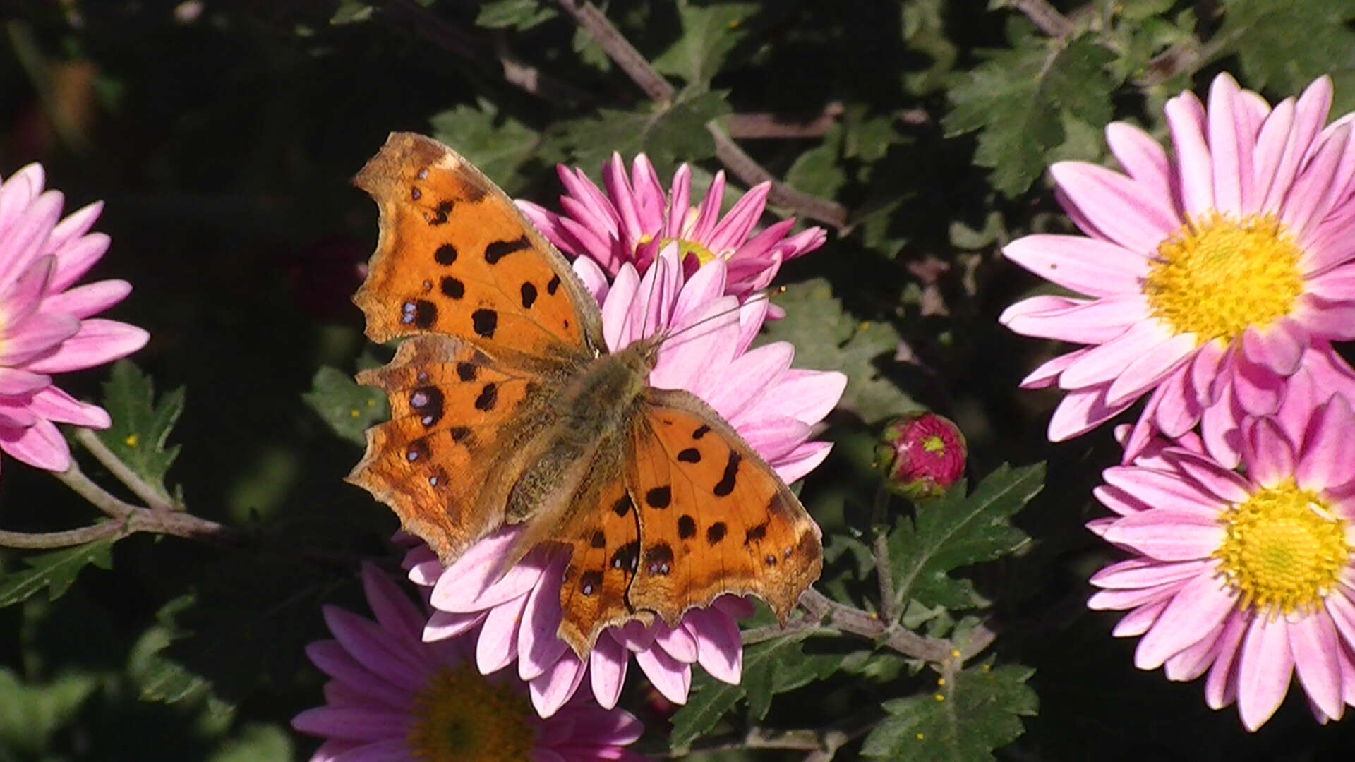 Sivun Polygonia kuva