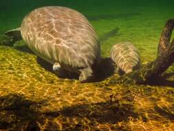 Image of manatees