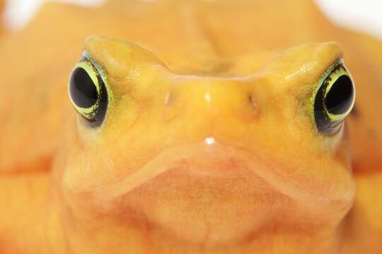 Image of harlequin frogs