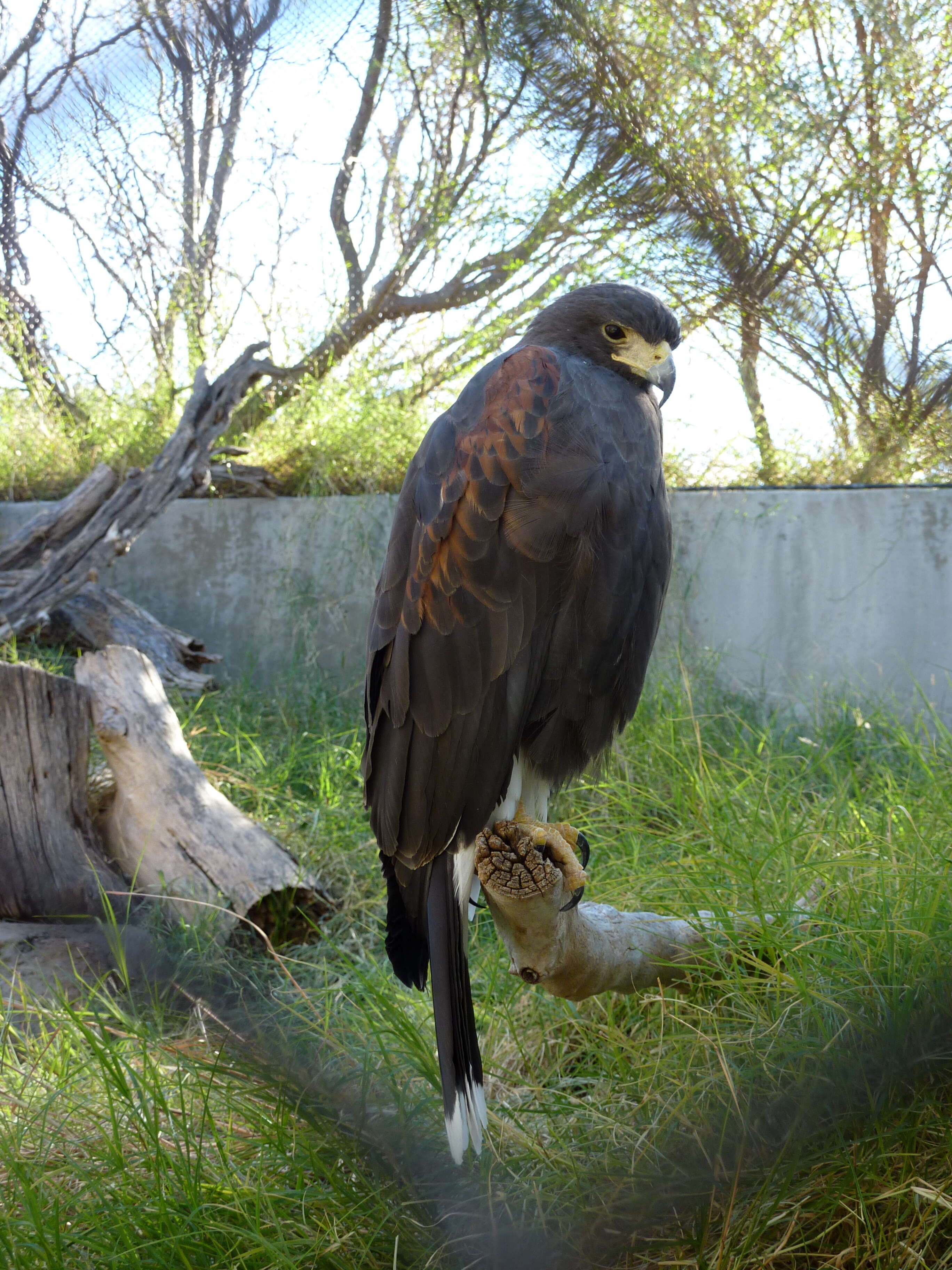 Image of Parabuteo Ridgway 1874