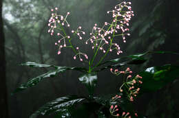 Image of Ardisia filiformis E. Walker