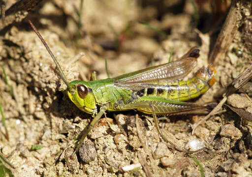 Image of Pseudochorthippus parallelus parallelus (Zetterstedt 1821)