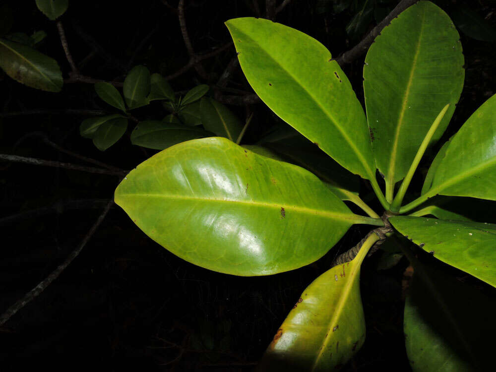 Image of red mangrove