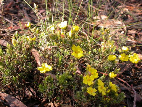 Image of Hibbertia calycina (DC.) N. A. Wakefield