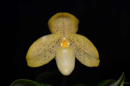 Image of One colored Paphiopedilum