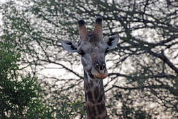 Plancia ëd Giraffa camelopardalis (Linnaeus 1758)