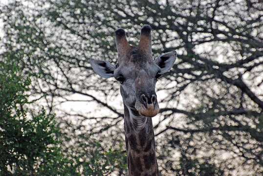 Image of Giraffe