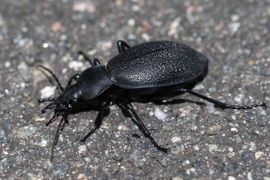 Image of Carabus (Procrustes) coriaceus Linnaeus 1758