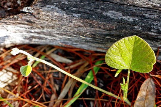 Image of dollarleaf