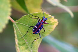 Image de Cicindela (Cosmodela) aurulenta Fabricius 1801