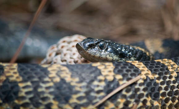 Image of North American Hog-nosed Snakes