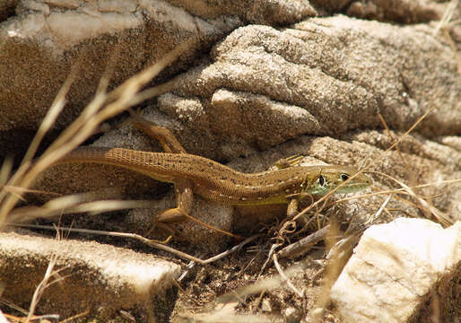 Image of green lizard