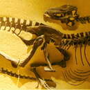 Image of Gorgosaurus libratus (Lambe 1914)