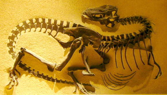 Image of Gorgosaurus Lambe 1914