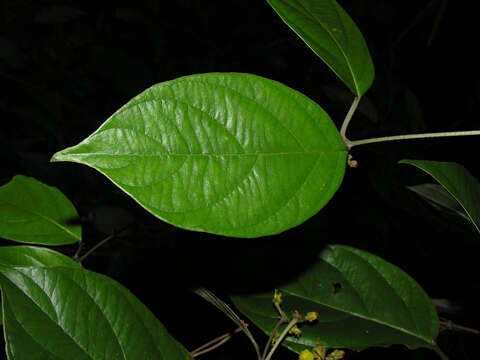 Image of South American Amazonvine