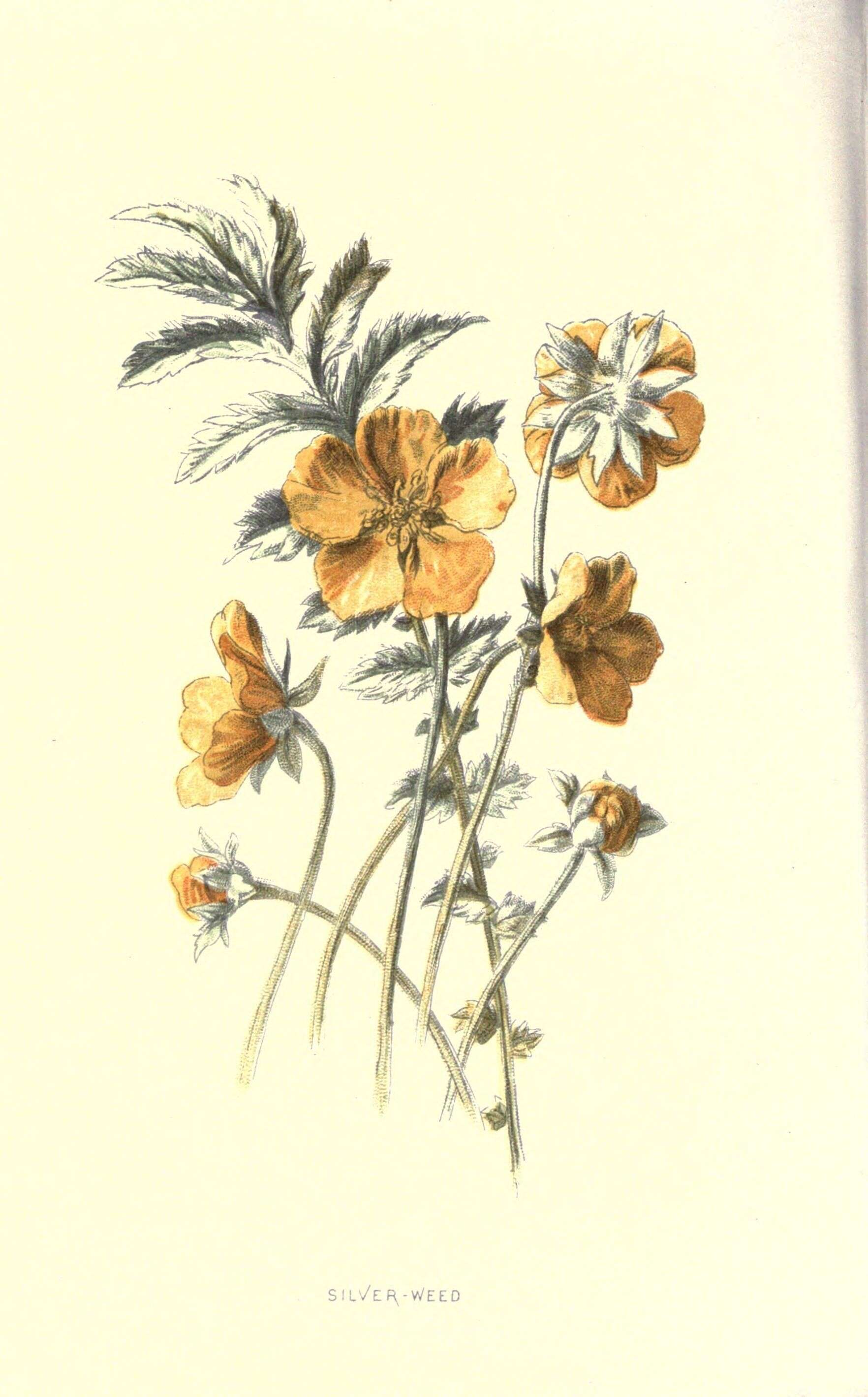 Image of silverweed cinquefoil