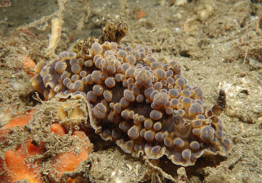 Image of Dendrodoris gunnamatta Allan 1932