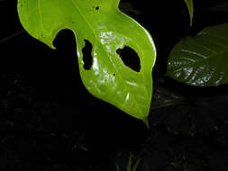 Image of Anthurium clavigerum Poepp.