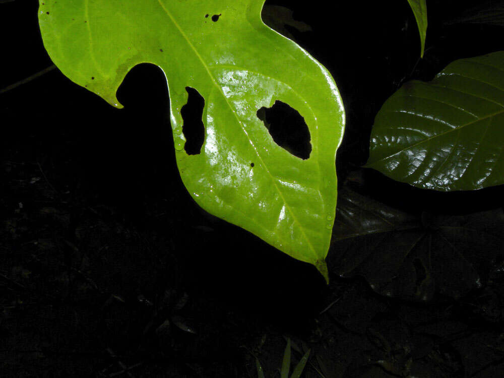 Image of Anthurium clavigerum Poepp.